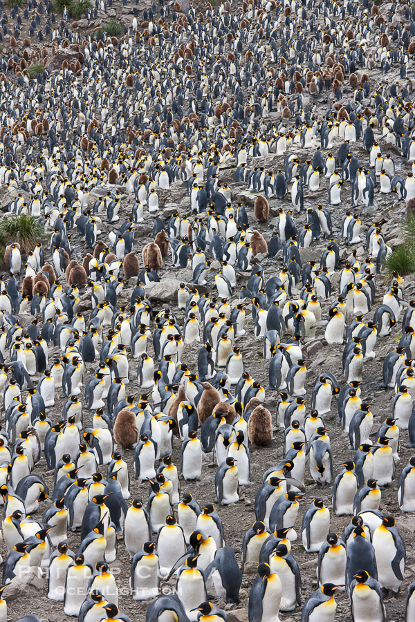 King penguins at Salisbury Plain., Aptenodytes patagonicus, natural history stock photograph, photo id 24525