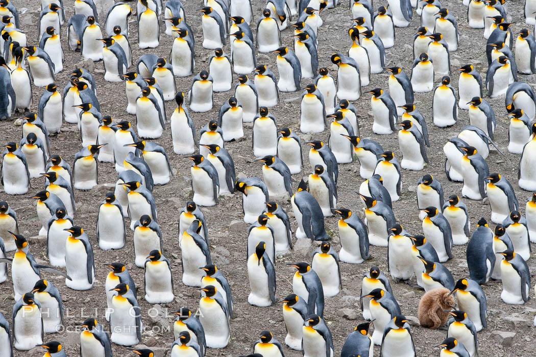 King penguin colony. Over 100,000 pairs of king penguins nest at Salisbury Plain, laying eggs in December and February, then alternating roles between foraging for food and caring for the egg or chick. South Georgia Island, Aptenodytes patagonicus, natural history stock photograph, photo id 24386