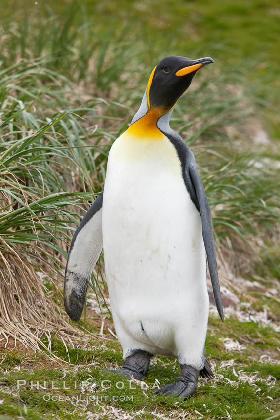 King penguin at Salisbury Plain, Bay of Isles, South Georgia Island., Aptenodytes patagonicus, natural history stock photograph, photo id 24398