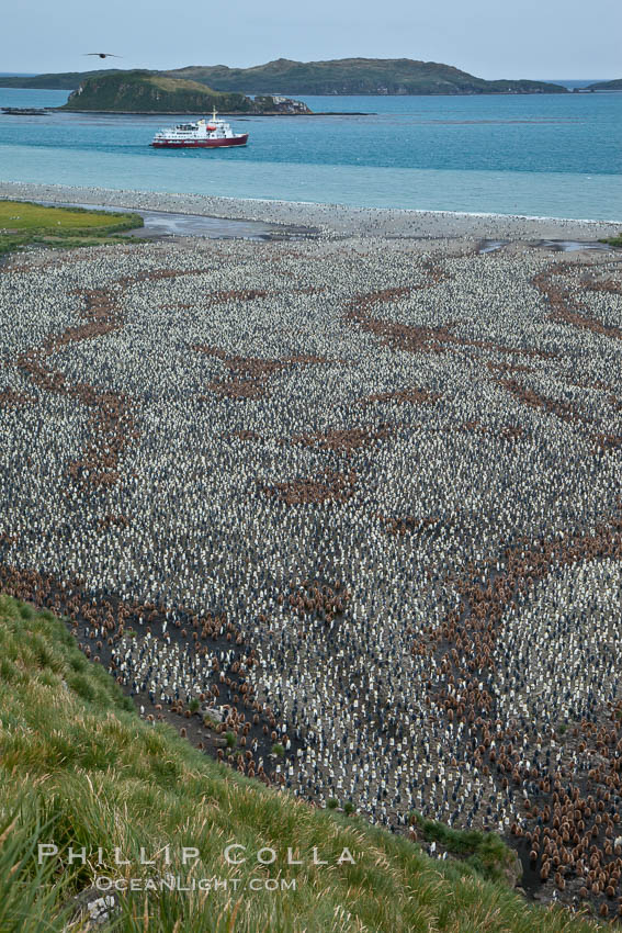 King penguin colony and the Bay of Isles on the northern coast of South Georgia Island.  Over 100,000 nesting pairs of king penguins reside here.  Dark patches in the colony are groups of juveniles with fluffy brown plumage.  The icebreaker M/V Polar Star lies at anchor. Salisbury Plain, Aptenodytes patagonicus, natural history stock photograph, photo id 24402
