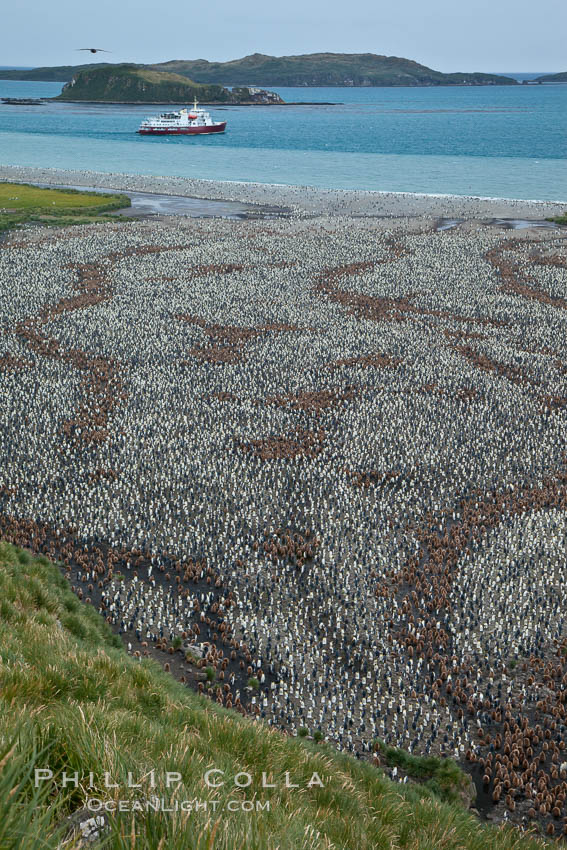 King penguin colony and the Bay of Isles on the northern coast of South Georgia Island.  Over 100,000 nesting pairs of king penguins reside here.  Dark patches in the colony are groups of juveniles with fluffy brown plumage.  The icebreaker M/V Polar Star lies at anchor, Aptenodytes patagonicus, Salisbury Plain