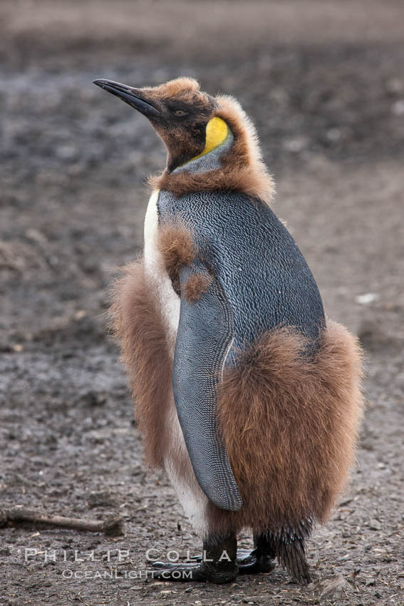 Oakum boys, juvenile king penguins at Salisbury Plain, South Georgia Island.  Named 'oakum boys' by sailors for the resemblance of their brown fluffy plumage to the color of oakum used to caulk timbers on sailing ships, these year-old penguins will soon shed their fluffy brown plumage and adopt the colors of an adult, Aptenodytes patagonicus