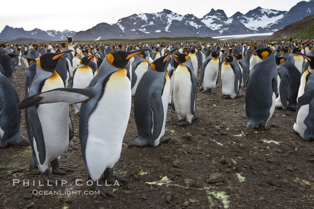 King penguin colony. Over 100,000 pairs of king penguins nest at Salisbury Plain, laying eggs in December and February, then alternating roles between foraging for food and caring for the egg or chick, Aptenodytes patagonicus