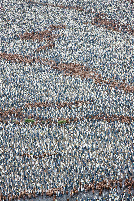 King penguin colony, over 100,000 nesting pairs, viewed from above.  The brown patches are groups of 'oakum boys', juveniles in distinctive brown plumage.  Salisbury Plain, Bay of Isles, South Georgia Island., Aptenodytes patagonicus, natural history stock photograph, photo id 24404