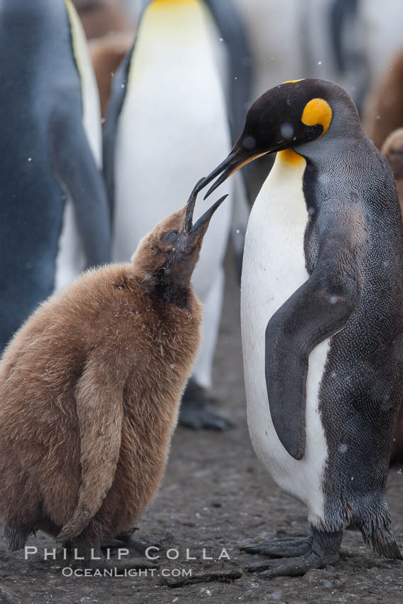 Juvenile 'oakum boy' penguin begs for food, which the adult will regurgitate from its stomach after foraging at sea.  This scene plays out thousands of times each hour amid the vast king penguin colony at Salisbury Plain, where over 100,000 pairs of king penguins nest and rear their chicks. South Georgia Island, Aptenodytes patagonicus, natural history stock photograph, photo id 24432