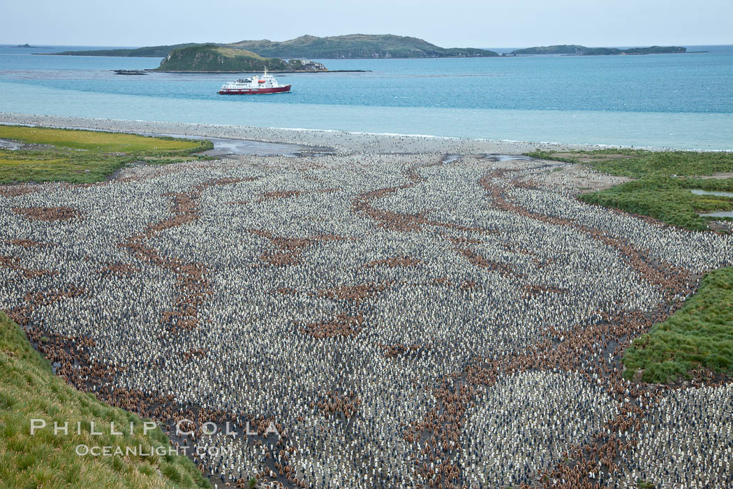 King penguin colony and the Bay of Isles on the northern coast of South Georgia Island.  Over 100,000 nesting pairs of king penguins reside here.  Dark patches in the colony are groups of juveniles with fluffy brown plumage.  The icebreaker M/V Polar Star lies at anchor. Salisbury Plain, Aptenodytes patagonicus, natural history stock photograph, photo id 24383