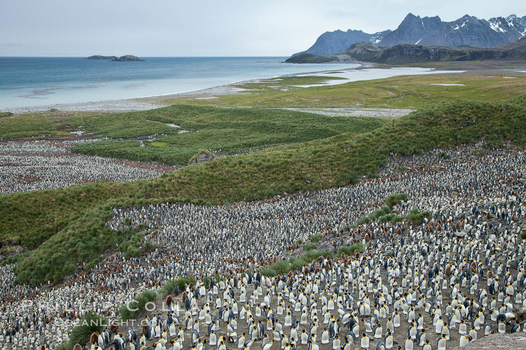 King penguin colony and the Bay of Isles on the northern coast of South Georgia Island.  Over 100,000 nesting pairs of king penguins reside here.  Dark patches in the colony are groups of juveniles with fluffy brown plumage. Salisbury Plain, Aptenodytes patagonicus, natural history stock photograph, photo id 24403