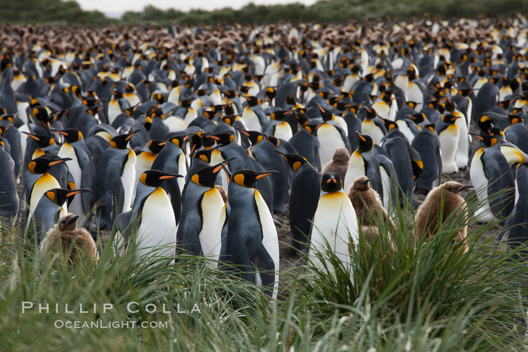 King penguin colony. Over 100,000 pairs of king penguins nest at Salisbury Plain, laying eggs in December and February, then alternating roles between foraging for food and caring for the egg or chick. South Georgia Island, Aptenodytes patagonicus, natural history stock photograph, photo id 24407