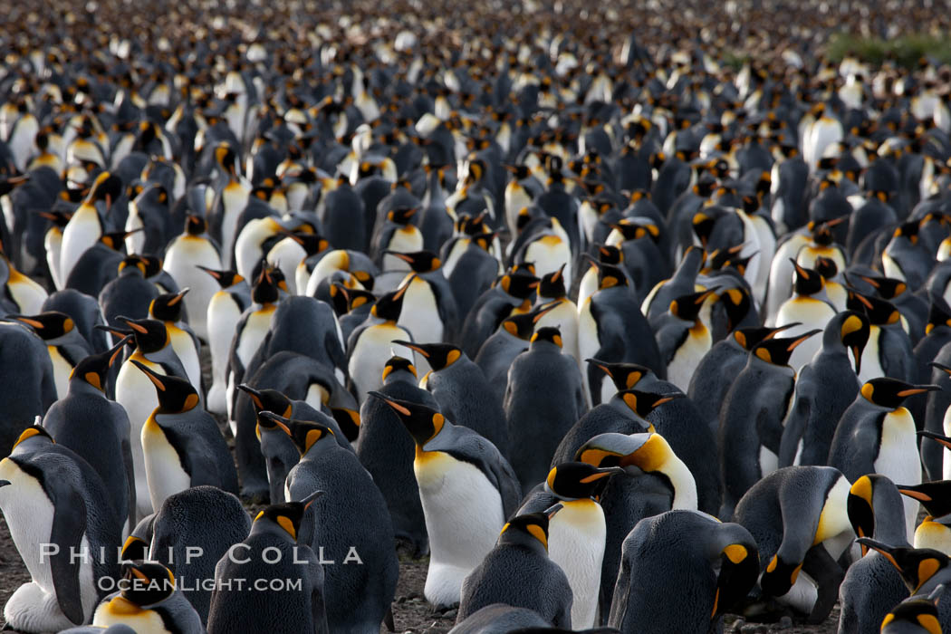 King penguin colony at Salisbury Plain, Bay of Isles, South Georgia Island.  Over 100,000 pairs of king penguins nest here, laying eggs in December and February, then alternating roles between foraging for food and caring for the egg or chick., Aptenodytes patagonicus, natural history stock photograph, photo id 24411