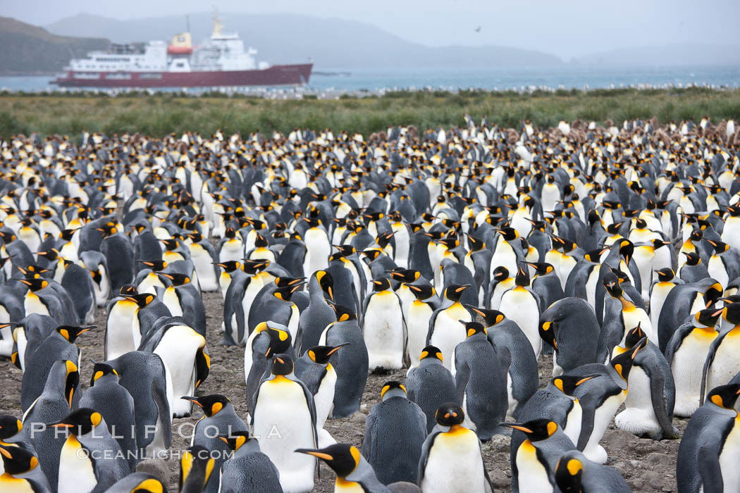 Icebreaker M/V Polar Star anchored in the Bay of Isles,offshore of the vast king penguin colony at Salisbury Plain, Aptenodytes patagonicus