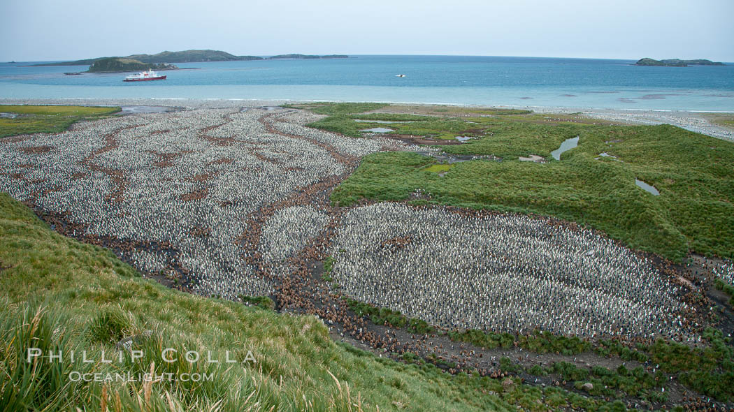 King penguin colony and the Bay of Isles on the northern coast of South Georgia Island.  Over 100,000 nesting pairs of king penguins reside here.  Dark patches in the colony are groups of juveniles with fluffy brown plumage.  The icebreaker M/V Polar Star lies at anchor. Salisbury Plain, Aptenodytes patagonicus, natural history stock photograph, photo id 24401