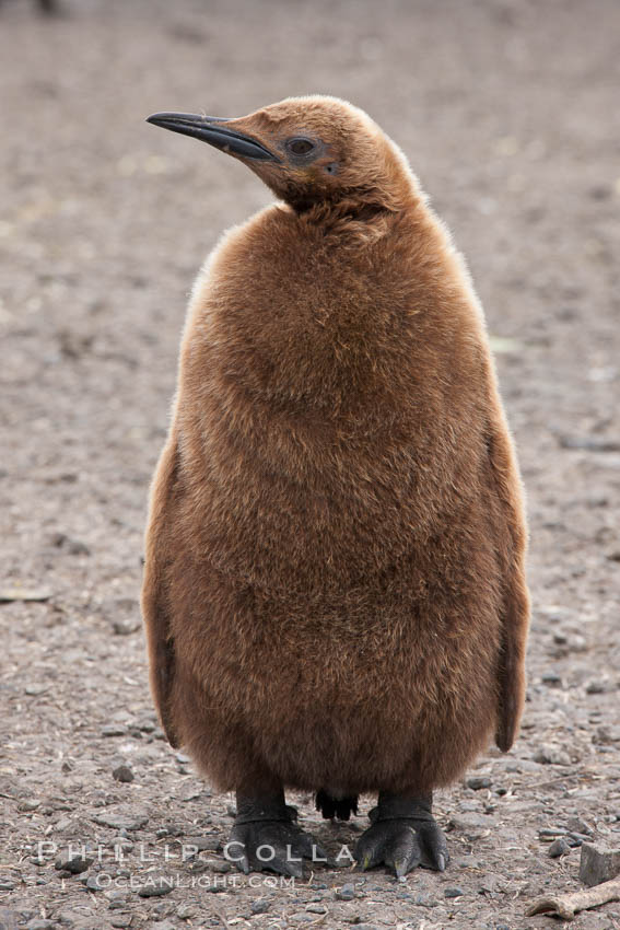 Oakum boys, juvenile king penguins at Salisbury Plain, South Georgia Island.  Named 'oakum boys' by sailors for the resemblance of their brown fluffy plumage to the color of oakum used to caulk timbers on sailing ships, these year-old penguins will soon shed their fluffy brown plumage and adopt the colors of an adult., Aptenodytes patagonicus, natural history stock photograph, photo id 24405