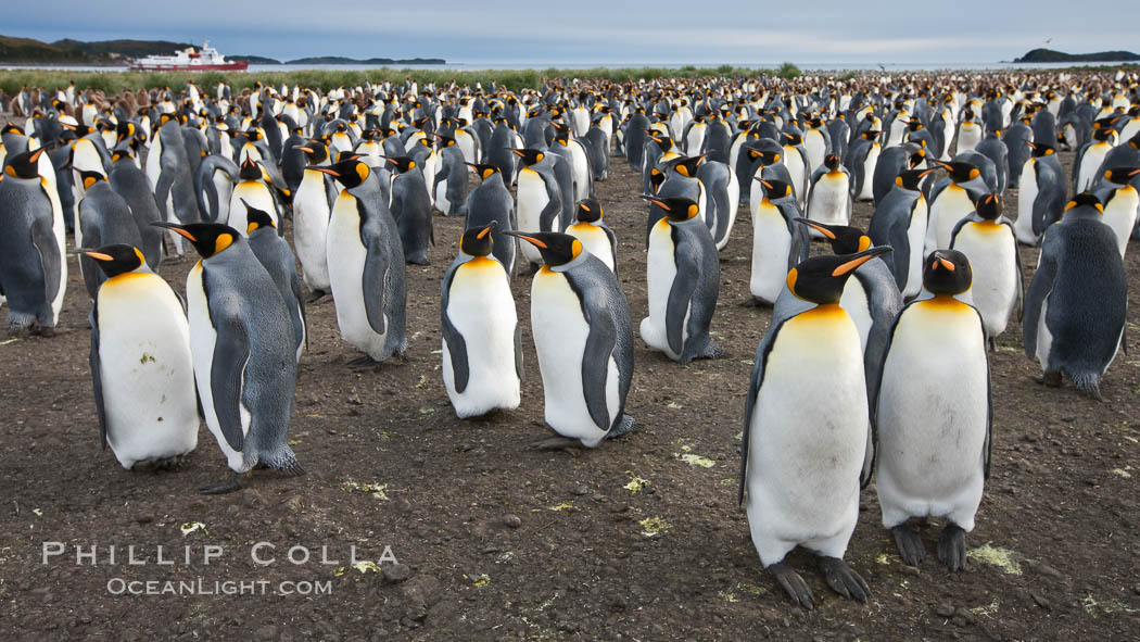 King penguin colony. Over 100,000 pairs of king penguins nest at Salisbury Plain, laying eggs in December and February, then alternating roles between foraging for food and caring for the egg or chick. South Georgia Island, Aptenodytes patagonicus, natural history stock photograph, photo id 24409