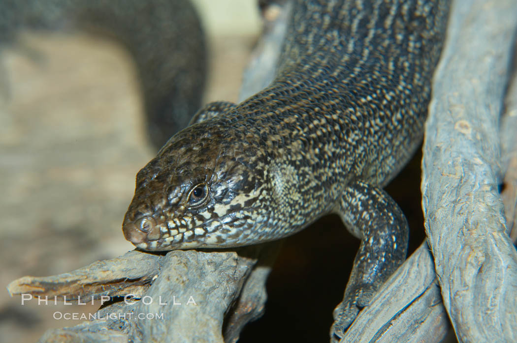 Kings skink., Egernia kingii, natural history stock photograph, photo id 12615