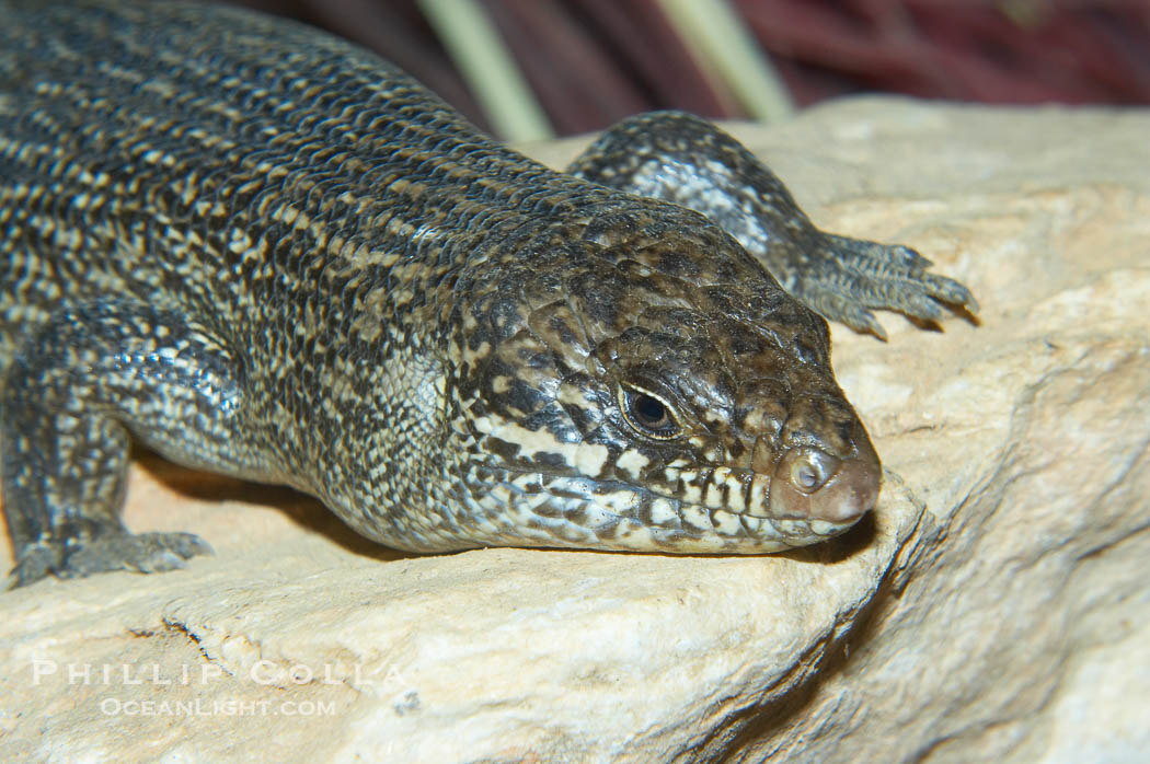 Kings skink., Egernia kingii, natural history stock photograph, photo id 12746
