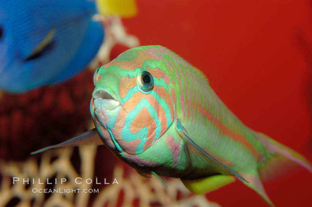 Klunzingers wrasse., Thalassoma rueppellii, natural history stock photograph, photo id 09352