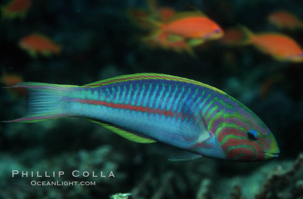 Klunzingers Wrasse, northern Red Sea. Egyptian Red Sea, Thalassoma rueppellii, natural history stock photograph, photo id 07093