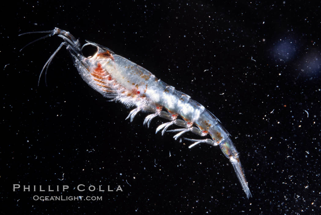 Krill, Baja California (Pacific Ocean), Thysanoessa spinifera