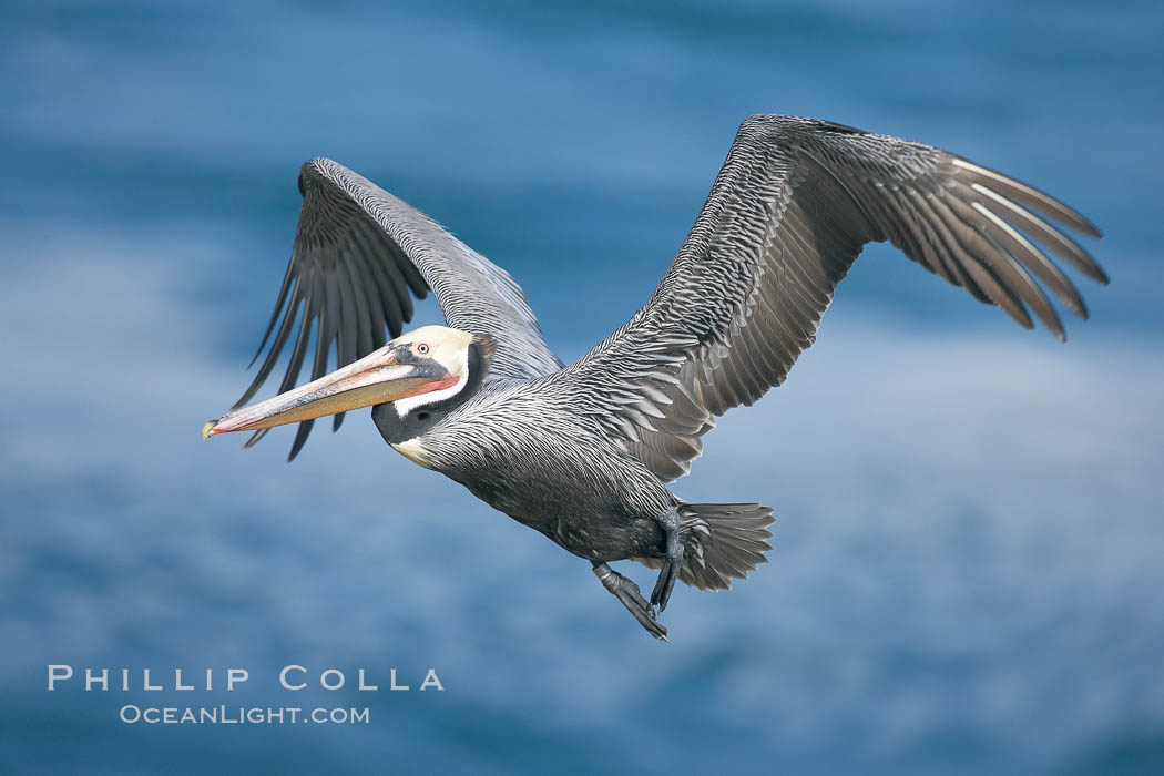 Brown pelican head throw, winter plumage, showing bright red gular pouch and dark brown hindneck plumage of breeding adults.  During a bill throw, the pelican arches its neck back, lifting its large bill upward and stretching its throat pouch. La Jolla, California, USA, Pelecanus occidentalis, Pelecanus occidentalis californicus, natural history stock photograph, photo id 20150