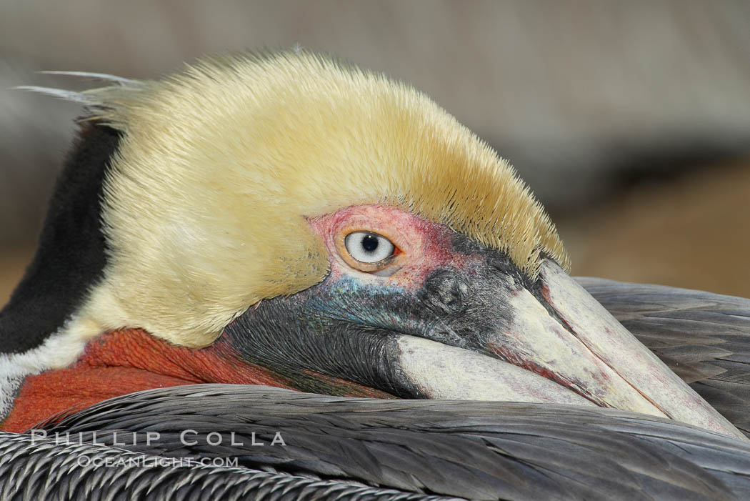 Brown pelican closeup showing characteristic winter mating plumage, including yellow head, dark brown nape of neck and red gular throat pouch, Pelecanus occidentalis, Pelecanus occidentalis californicus, La Jolla, California