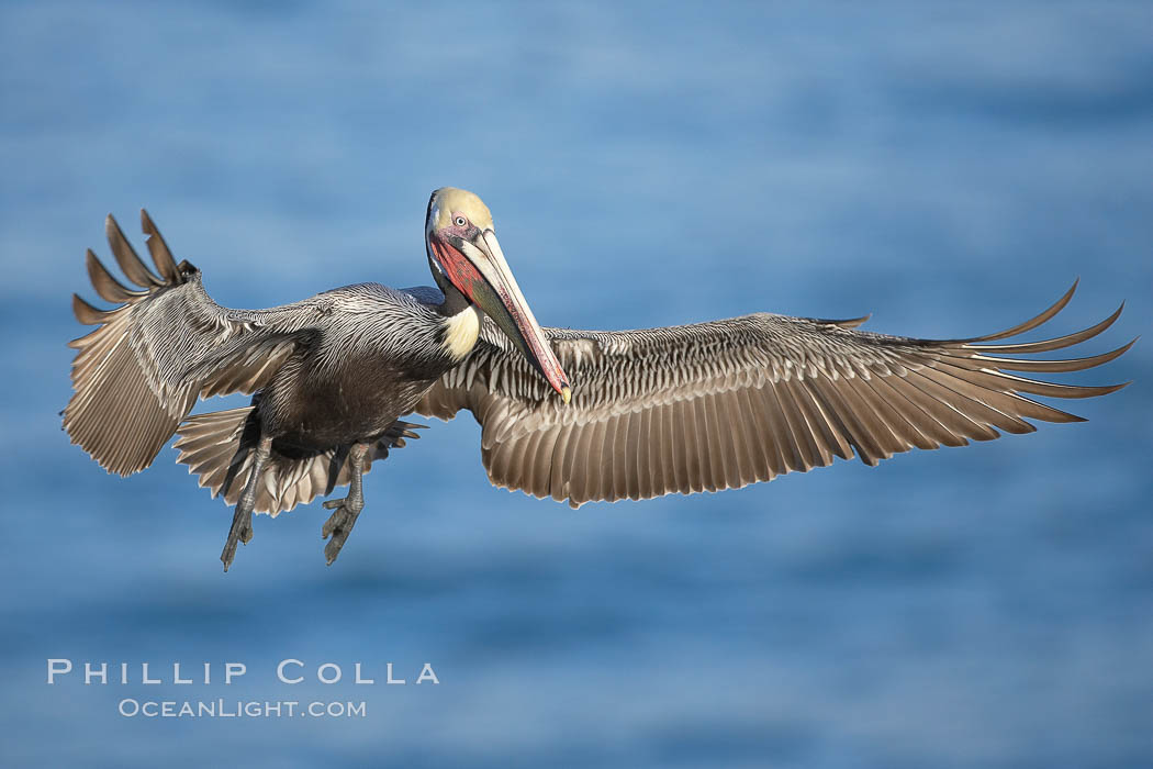 Brown pelican in flight, spreading its wings wide to slow before landing on cliffs overlooking the ocean.  The wingspan of the brown pelican is over 7 feet wide. The California race of the brown pelican holds endangered species status. La Jolla, USA, Pelecanus occidentalis, Pelecanus occidentalis californicus, natural history stock photograph, photo id 20230
