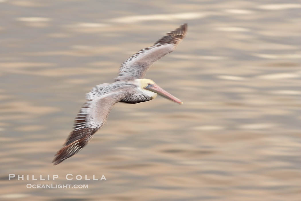 Brown pelican in flight, blurred due to long exposure before sunrise., Pelecanus occidentalis, Pelecanus occidentalis californicus, Copyright Phillip Colla, image #20120, all rights reserved worldwide.