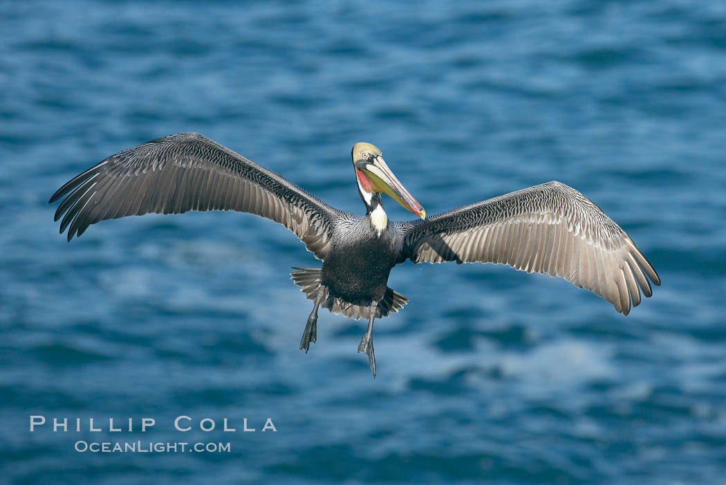 Brown pelican spreads its huge wings to slow before landing on seaside cliffs. La Jolla, California, USA, Pelecanus occidentalis, Pelecanus occidentalis californicus, natural history stock photograph, photo id 20156