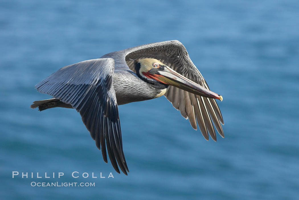 Brown pelican spreads its huge wings to slow before landing on seaside cliffs, Pelecanus occidentalis, Pelecanus occidentalis californicus, La Jolla, California