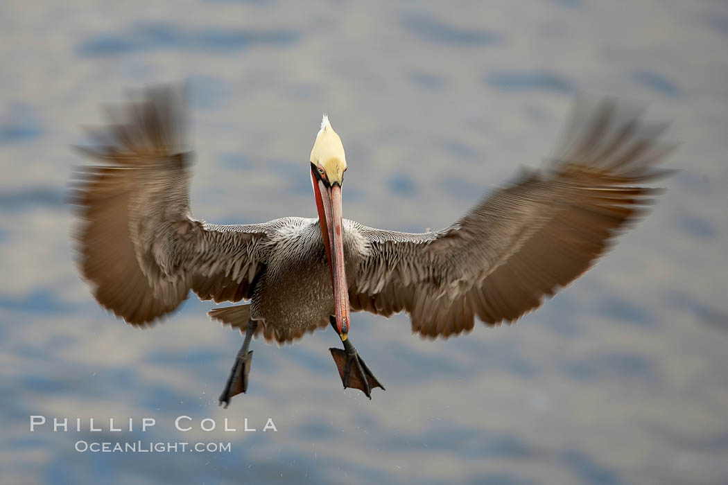 Brown pelican in flight, blurred due to long exposure before sunrise, Pelecanus occidentalis, Pelecanus occidentalis californicus, La Jolla, California