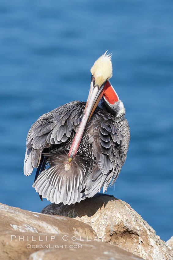 A brown pelican preening, reaching with its beak to the uropygial gland (preen gland) near the base of its tail.  Preen oil from the uropygial gland is spread by the pelican's beak and back of its head to all other feathers on the pelican, helping to keep them water resistant and dry. La Jolla, California, USA, Pelecanus occidentalis, Pelecanus occidentalis californicus, natural history stock photograph, photo id 20151