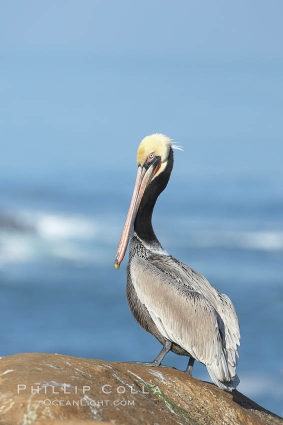 Brown pelican portrait, resting on sandstone cliffs beside the sea, winter mating plumage with distinctive dark brown nape and red gular throat pouch. La Jolla, California, USA, Pelecanus occidentalis, Pelecanus occidentalis californicus, natural history stock photograph, photo id 20163