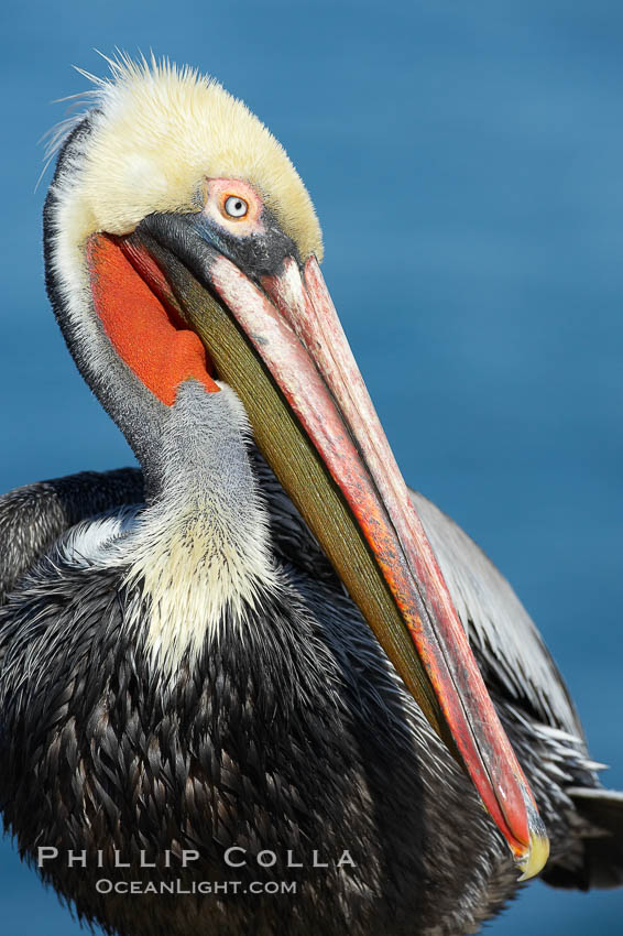 Brown pelican portrait, winter mating plumage with distinctive dark brown nape and red gular throat pouch, Pelecanus occidentalis, Pelecanus occidentalis californicus, La Jolla, California