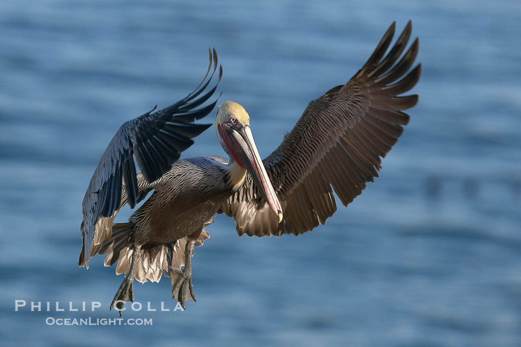 Brown pelican spreads its huge wings to slow before landing on seaside cliffs. The wingspan of the brown pelican can be 7' wide., Pelecanus occidentalis, Pelecanus occidentalis californicus, Copyright Phillip Colla, image #20187, all rights reserved worldwide.