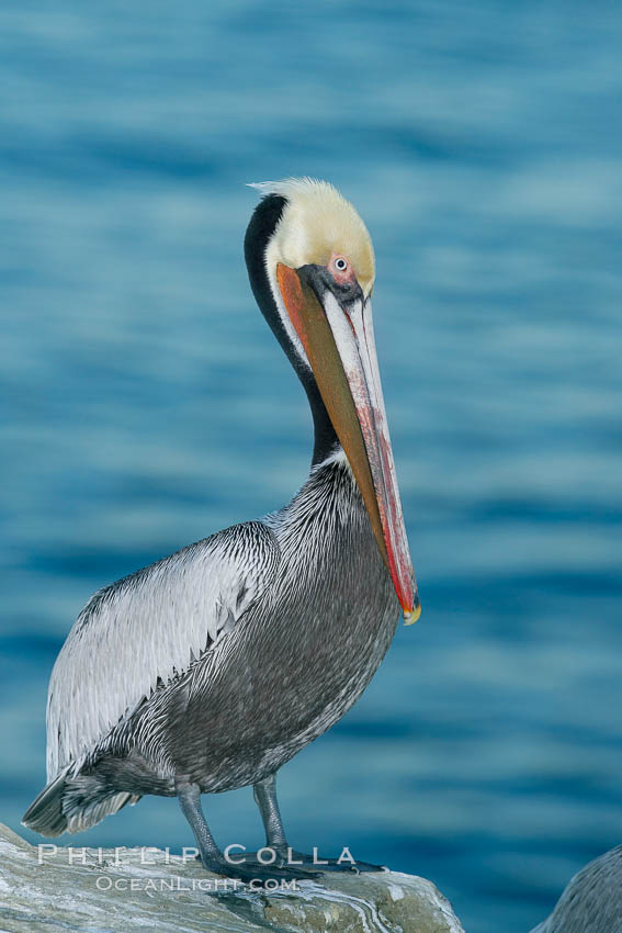 California brown pelican portrait, on sandstone cliffs above the ocean, showing winter breeding plumage with dark brown nape, red throat and yellow head. Lit with flash, early morning before sunrise, Pelecanus occidentalis, Pelecanus occidentalis californicus, La Jolla