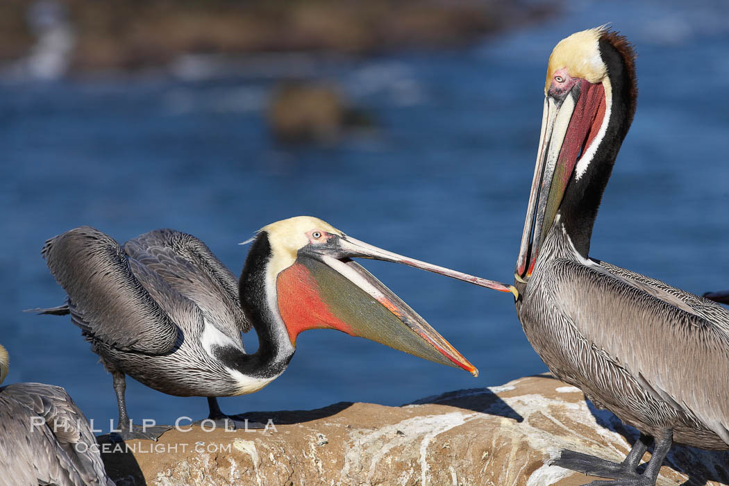 Brown pelicans sparring with beaks, winter plumage, showing bright red gular pouch and dark brown hindneck plumage of breeding adults, Pelecanus occidentalis, Pelecanus occidentalis californicus, La Jolla, California