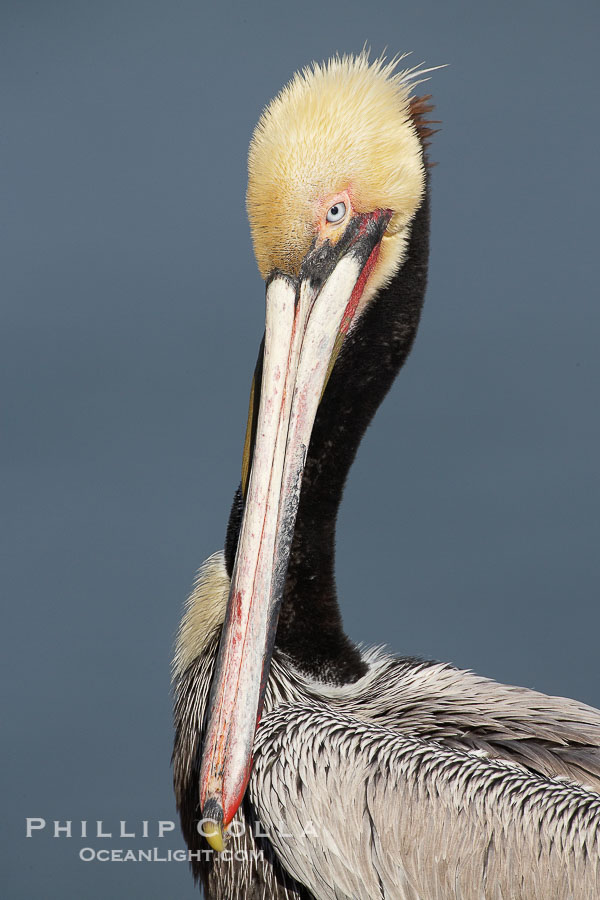 Brown pelican portrait, displaying winter breeding plumage with distinctive dark brown nape and yellow head feathers., Pelecanus occidentalis, Pelecanus occidentalis californicus, natural history stock photograph, photo id 20235