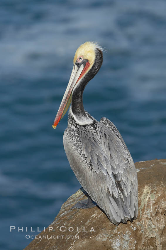 Brown pelican portrait, resting on sandstone cliffs beside the sea, winter mating plumage with distinctive dark brown nape and red gular throat pouch, Pelecanus occidentalis, Pelecanus occidentalis californicus, La Jolla, California