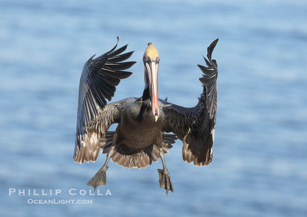 Brown pelican spreads its huge wings to slow before landing on seaside cliffs. The wingspan of the brown pelican can be 7' wide., Pelecanus occidentalis, Pelecanus occidentalis californicus, Copyright Phillip Colla, image #20189, all rights reserved worldwide.