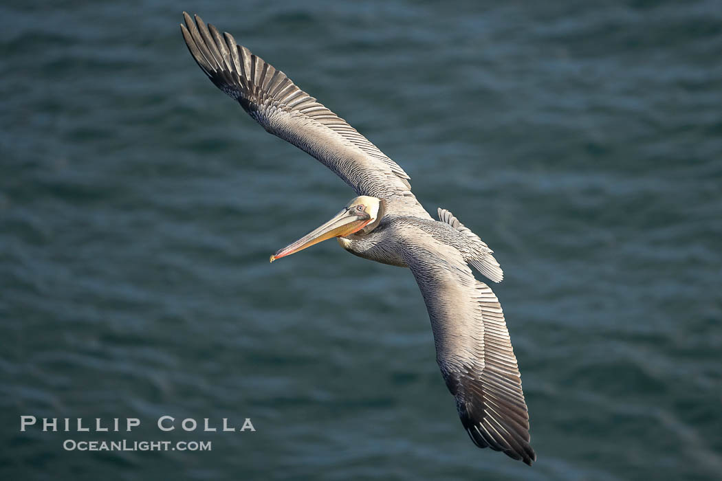 Brown pelican in flight, spreading its wings wide to slow before landing on cliffs overlooking the ocean.  The wingspan of the brown pelican is over 7 feet wide. The California race of the brown pelican holds endangered species status., Pelecanus occidentalis, Pelecanus occidentalis californicus, natural history stock photograph, photo id 20233
