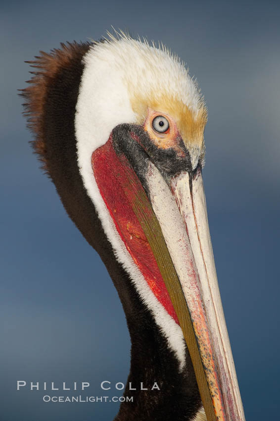 Brown pelican, winter adult breeding plumage. In winter months, breeding pelicans assume a dramatic plumage with brown neck, yellow and white head and bright red gular throat pouch, Pelecanus occidentalis, Pelecanus occidentalis californicus, La Jolla, California