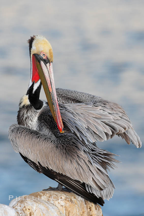 A brown pelican preening, reaching with its beak to the uropygial gland (preen gland) near the base of its tail.  Preen oil from the uropygial gland is spread by the pelican's beak and back of its head to all other feathers on the pelican, helping to keep them water resistant and dry. La Jolla, California, USA, Pelecanus occidentalis, Pelecanus occidentalis californicus, natural history stock photograph, photo id 18124