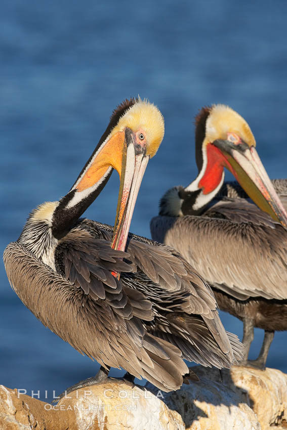 A brown pelican preening, reaching with its beak to the uropygial gland (preen gland) near the base of its tail.  Preen oil from the uropygial gland is spread by the pelican's beak and back of its head to all other feathers on the pelican, helping to keep them water resistant and dry. La Jolla, California, USA, Pelecanus occidentalis, Pelecanus occidentalis californicus, natural history stock photograph, photo id 18128