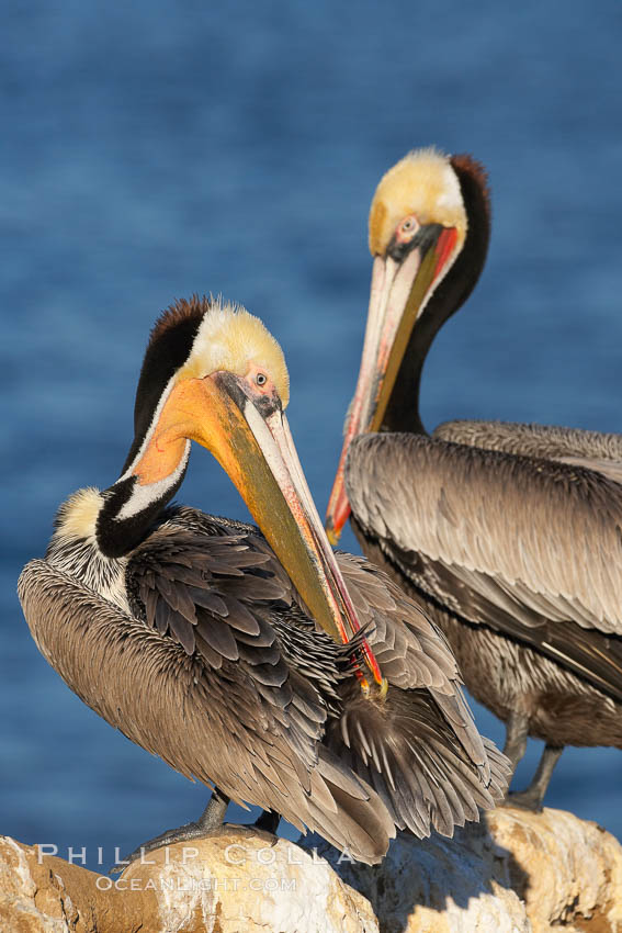 A brown pelican preening, reaching with its beak to the uropygial gland (preen gland) near the base of its tail.  Preen oil from the uropygial gland is spread by the pelican's beak and back of its head to all other feathers on the pelican, helping to keep them water resistant and dry. La Jolla, California, USA, Pelecanus occidentalis, Pelecanus occidentalis californicus, natural history stock photograph, photo id 18132