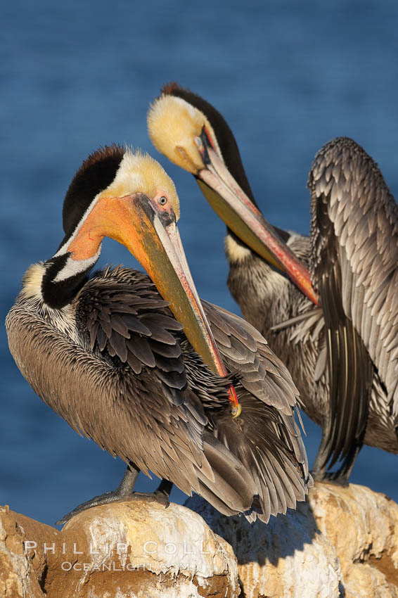 A brown pelican preening, reaching with its beak to the uropygial gland (preen gland) near the base of its tail.  Preen oil from the uropygial gland is spread by the pelican's beak and back of its head to all other feathers on the pelican, helping to keep them water resistant and dry. La Jolla, California, USA, Pelecanus occidentalis, Pelecanus occidentalis californicus, natural history stock photograph, photo id 18123