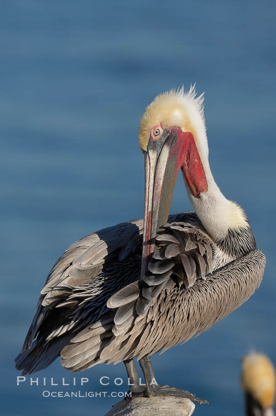 A brown pelican preening, reaching with its beak to the uropygial gland (preen gland) near the base of its tail.  Preen oil from the uropygial gland is spread by the pelican's beak and back of its head to all other feathers on the pelican, helping to keep them water resistant and dry. La Jolla, California, USA, Pelecanus occidentalis, Pelecanus occidentalis californicus, natural history stock photograph, photo id 18211