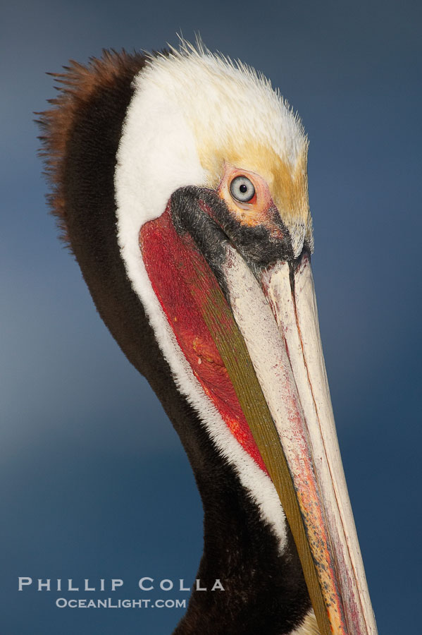 Brown pelican, winter adult breeding plumage.   In winter months, breeding pelicans assume a dramatic plumage with brown neck, yellow and white head and bright red gular throat pouch., Pelecanus occidentalis, Pelecanus occidentalis californicus, natural history stock photograph, photo id 18133