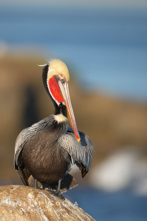 Brown pelican,  La Jolla, California.   In winter months, breeding adults assume a dramatic plumage with brown neck, yellow and white head and bright red gular throat pouch., Pelecanus occidentalis, Pelecanus occidentalis californicus, natural history stock photograph, photo id 18201
