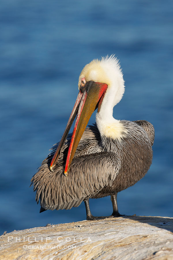 A brown pelican preening, reaching with its beak to the uropygial gland (preen gland) near the base of its tail.  Preen oil from the uropygial gland is spread by the pelican's beak and back of its head to all other feathers on the pelican, helping to keep them water resistant and dry. La Jolla, California, USA, Pelecanus occidentalis, Pelecanus occidentalis californicus, natural history stock photograph, photo id 18213