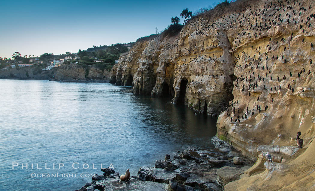 La Jolla Sea Caves, the famous La Jolla sea caves lie below tall cliffs at Goldfish Point. Sunrise. California, USA, natural history stock photograph, photo id 28011