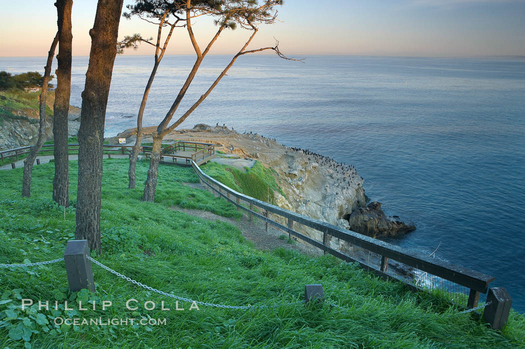 Bluff and trees overlooking the ocean near La Jolla Cove, sunrise. California, USA, natural history stock photograph, photo id 20249